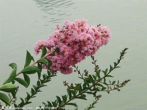 奉化速生紫薇及其他苗木产品 宁波奉化溪口兄弟园艺场的专业苗木批发服务