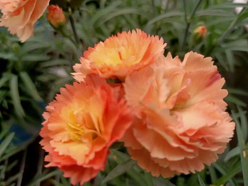 特色高档盆花芬芳 晋宁精品花卉前景佳