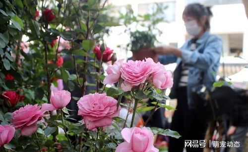 花卉界的 2 大谎言 很多商家都会说，80% 的人都信了