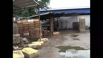 荆州家禽加工事件引发关注 善待生命与产业规范的思考