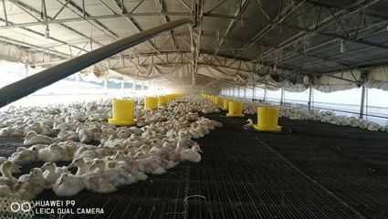 余坊乡上农苑家庭农场 巾帼创业路，绿意满家园