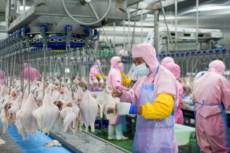 安徽固镇 农业向优六十载，家禽加工助振兴