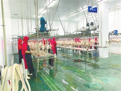 南昌 中心城区全面推行“白条禽”上市，家禽集中屠宰成常态