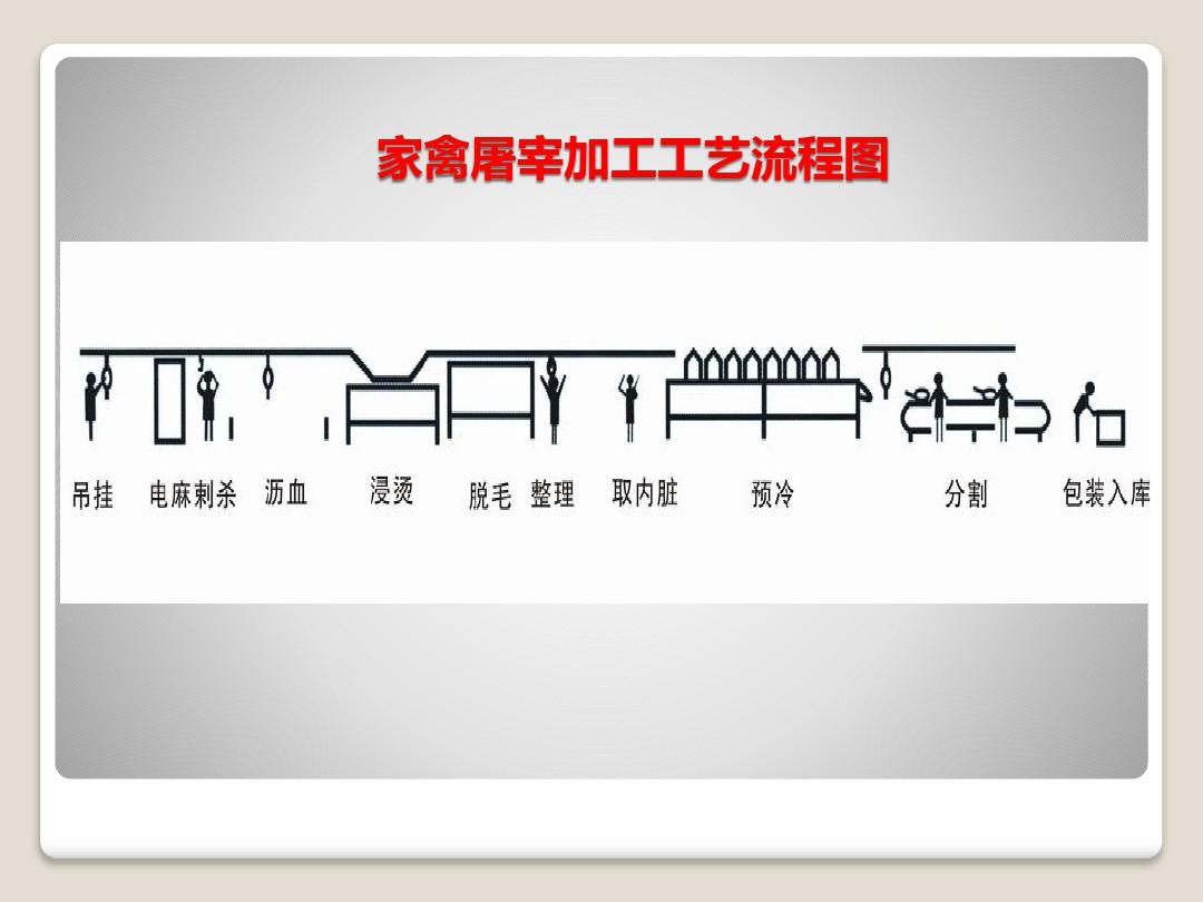 肉鸡屠宰加工流程详解 从活禽到餐桌的自动化家禽加工