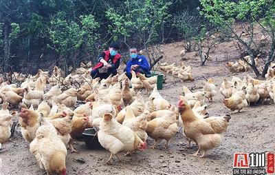南山连平同心战疫 消费扶贫爱心助农