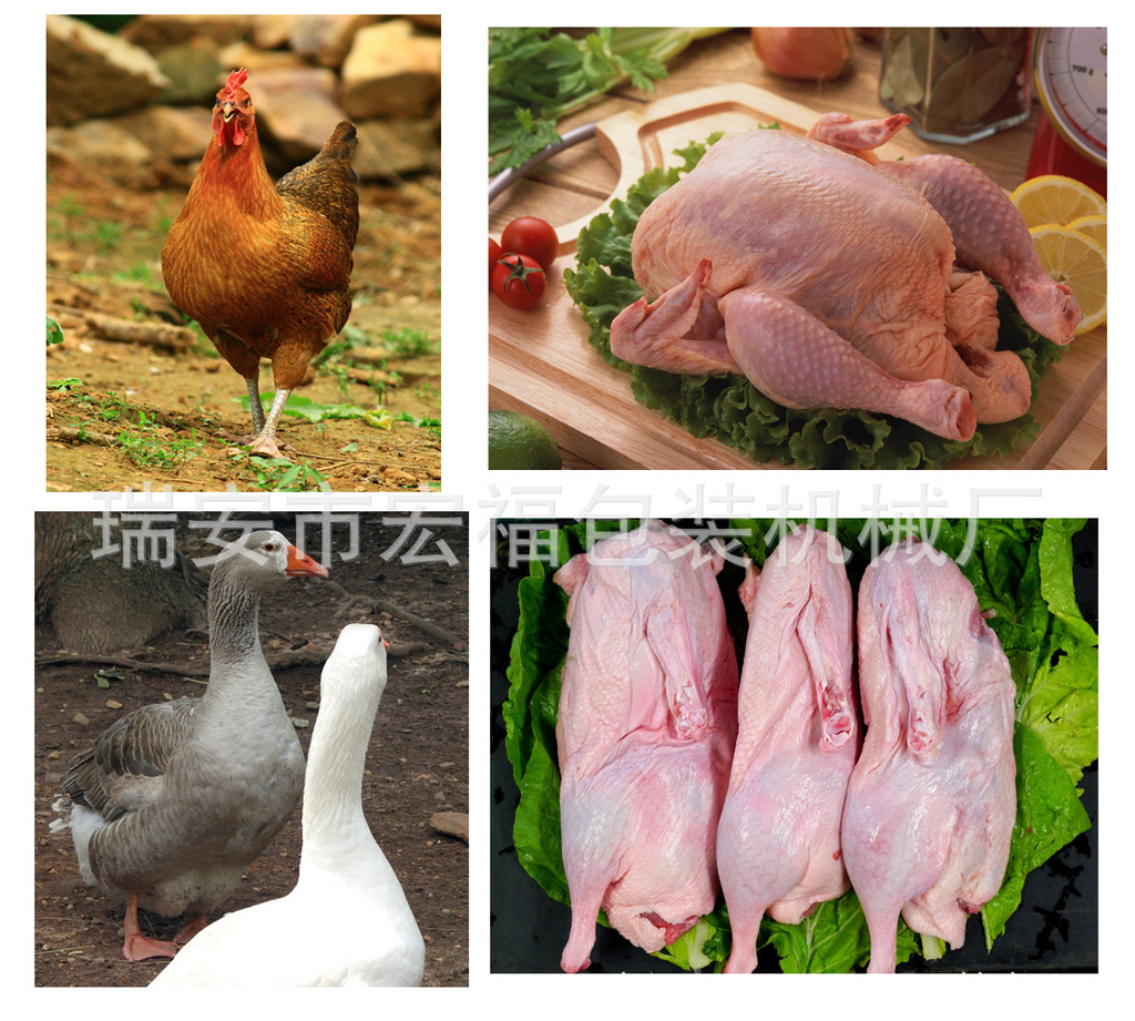 沿河生态鸡屠宰生产线正式投入使用_晏世忠