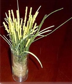 野草花之美 青岛宏迪升工艺品公司的高清花卉艺术