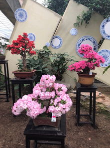 浙江杜鹃文化节碧云花海盛大开幕 聚焦家禽加工与农业旅游融合