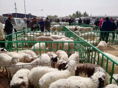 白土岗乡系列报道一 便民惠民——乡村农贸市场的家禽加工新升级