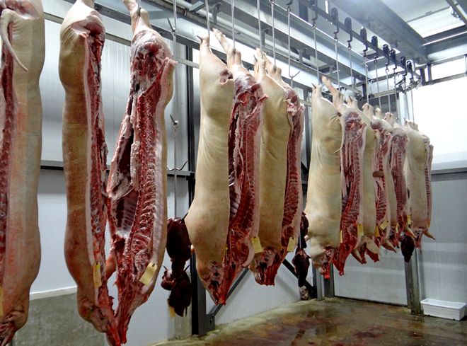 为何人死后迅速发臭，而猪羊肉腐败较慢？